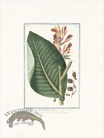 Bonelli 519 Marsh Penny